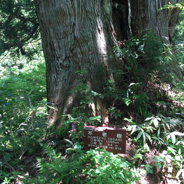 美女平 ｜自然探島步道🌲🌳🕊️