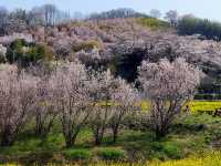 Hanami Yama Sakura season 🌸🌺🌼