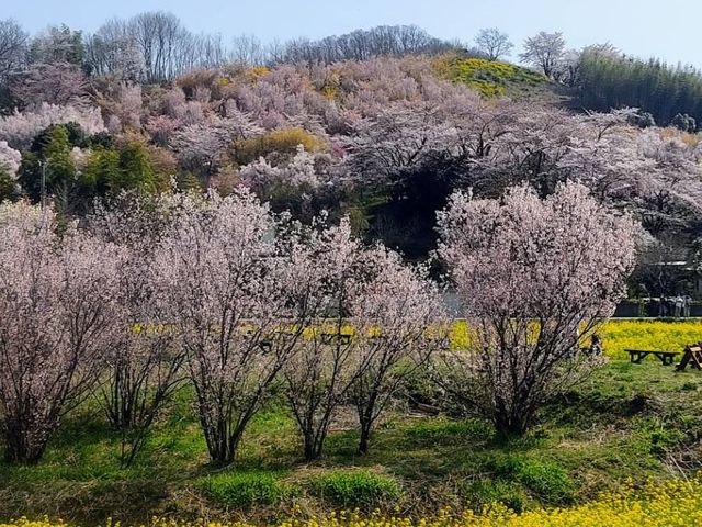 Hanami Yama Sakura season 🌸🌺🌼