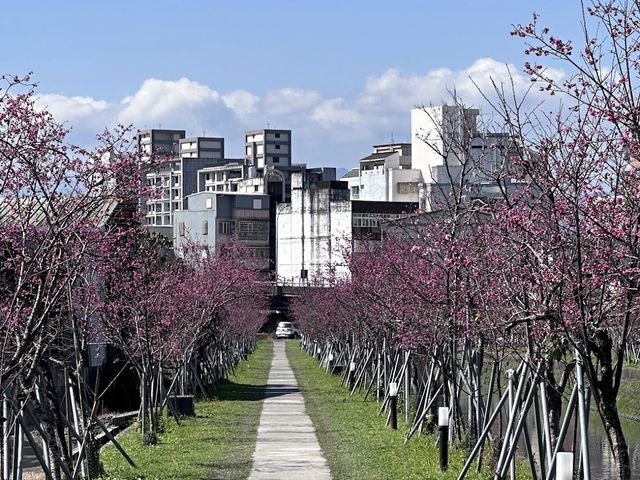 🌸 羅莊櫻花步道：春天賞櫻好去處 🌸