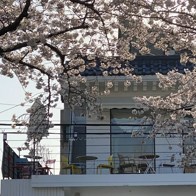 Cherry blossom in Jinhae