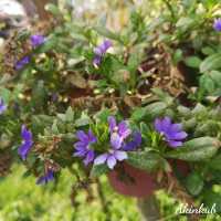 คาเฟ่กลางทุ่งนา นครนายก