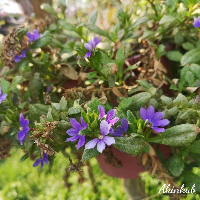 คาเฟ่กลางทุ่งนา นครนายก