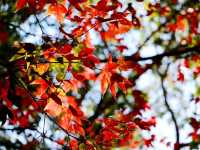 โรงเรียนการเมืองการทหาร 🍁🍁🍁
