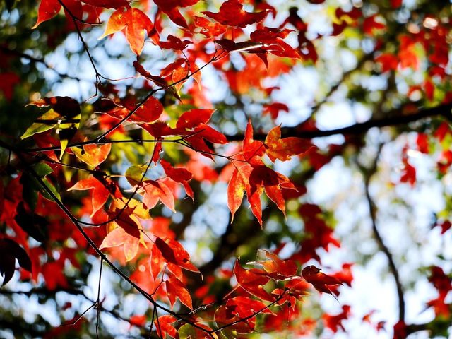 โรงเรียนการเมืองการทหาร 🍁🍁🍁