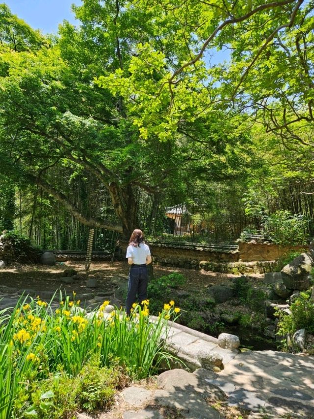 멋진 풍경의 보성 대원사에서 힐링🌳🌳