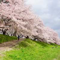 果てしなく続く桜並木