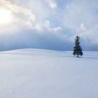 Winter Wonderland in Hokkaido