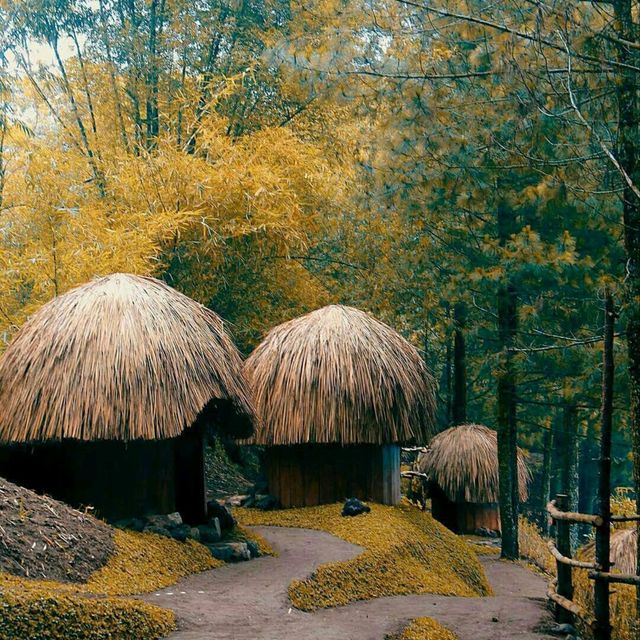 pine cave 