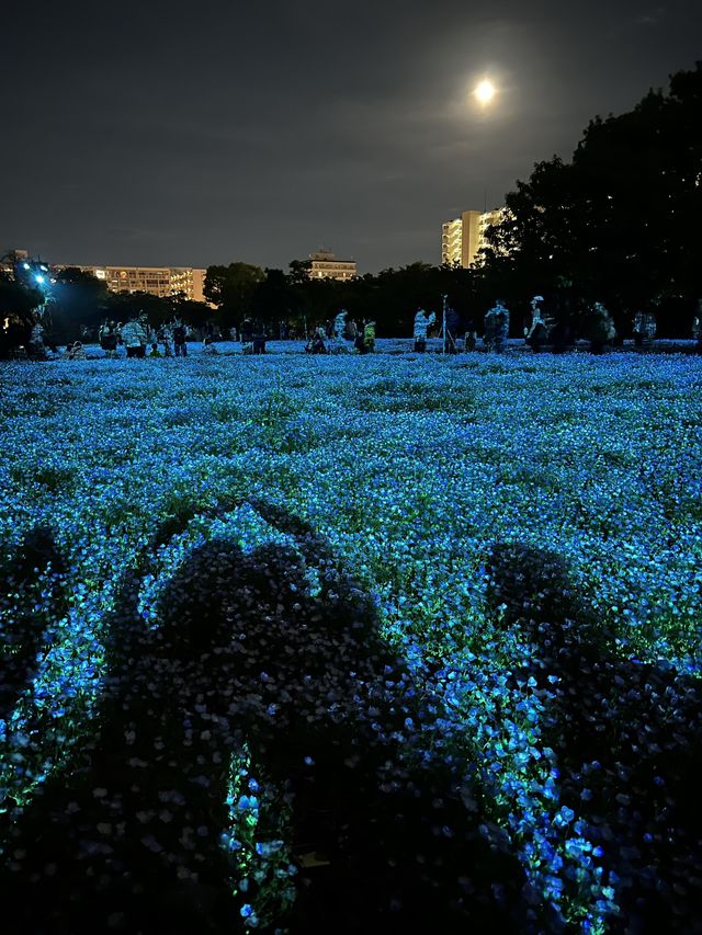 期間限定♥️大阪TeamLab✖️粉蝶花海