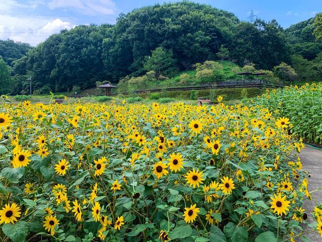 เที่ยวญี่ปุ่น Gifu World Rose Garden 