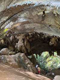 สถานที่ท่องเที่ยวแห่งใหม่ ป่าดึกดำบรรพ์