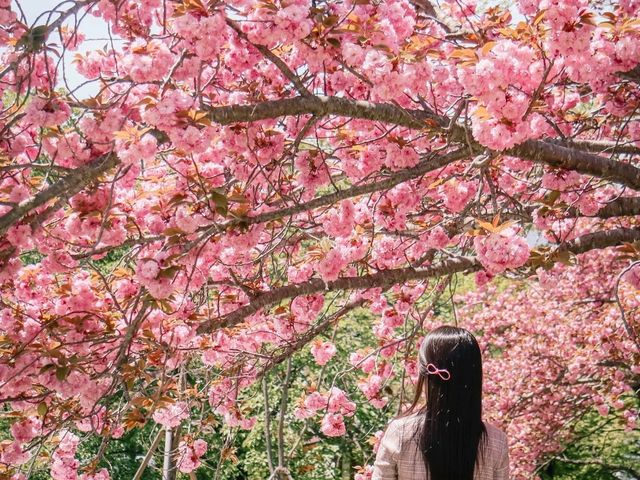 슈니발렌을 닮은 겹벚꽃이 한가득, 경주 불국사
