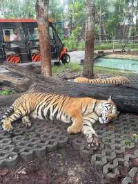 🇹🇭芭提雅老虎園 - 近距離同老虎bb接觸🐅