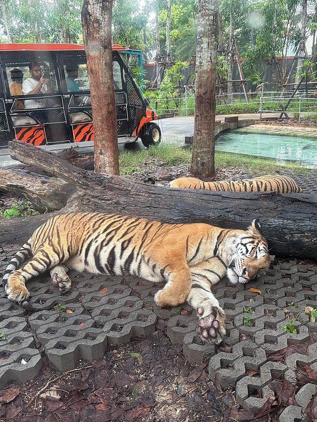 🇹🇭芭提雅老虎園 - 近距離同老虎bb接觸🐅