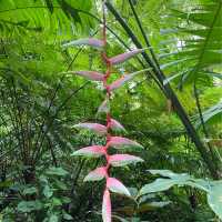 Tropical Spice Garden