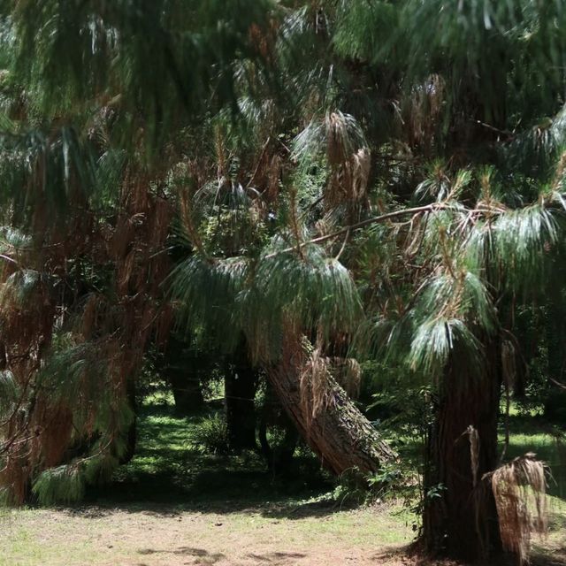 自然探險的綠洲：京都府立植物園 🌿🌺🔍