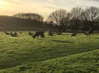 The famous deer park in London