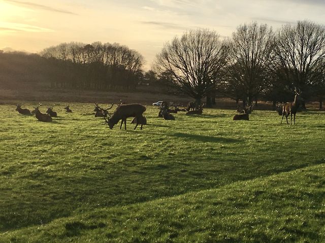 The famous deer park in London