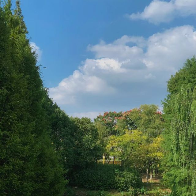 黃陂生態濕地園 🌿與鳥兒親密互動的鳥語之旅 🦆🌏