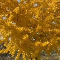 Dayang South Korea in Autumn