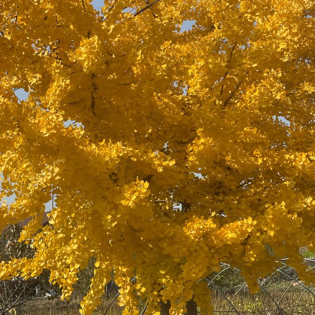 Dayang South Korea in Autumn