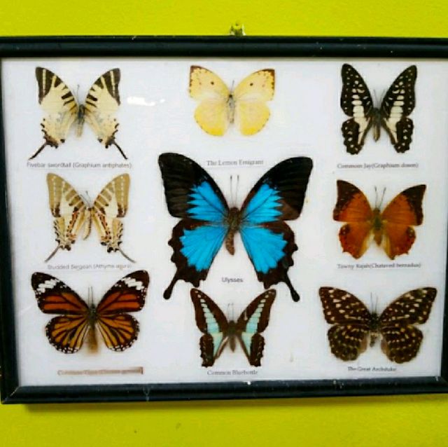 UNFORGETTABLE MOMENT @  THE BUTTERFLY HOUSE!