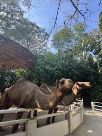 Safari World