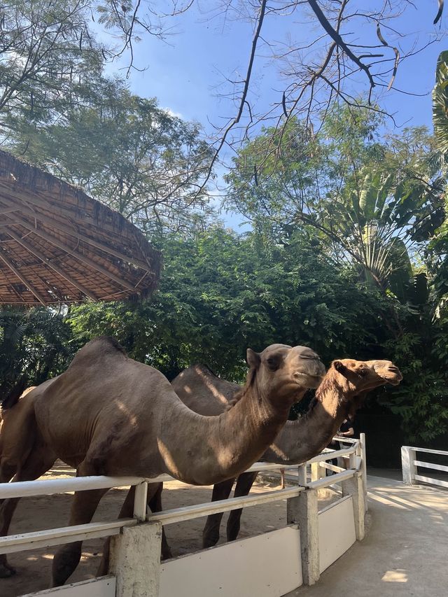 Safari World