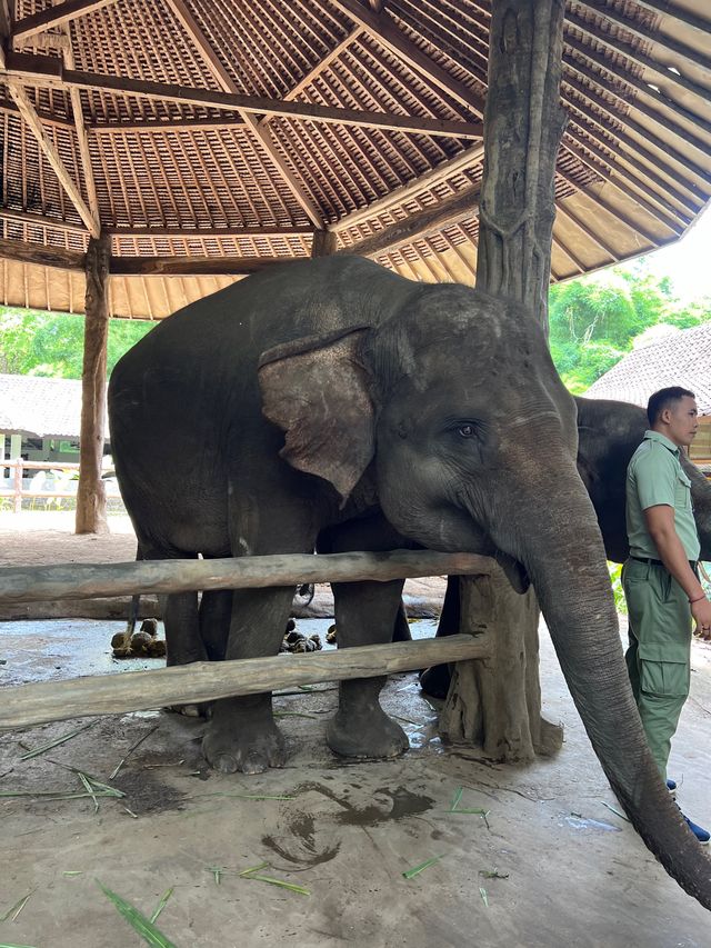峇里親子遊❤️最大動物園😳Bali Safari and Marine Park🙈