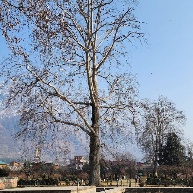 Winter at the Mughal Garden India 