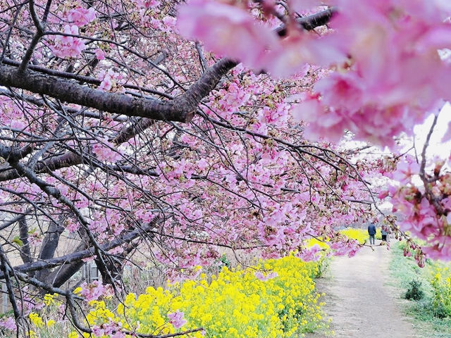 Sakura Along the river