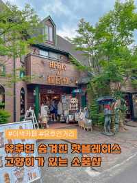 유후인에서만 만날 수 있는 특별한 고양이 상점🐈🐈‍⬛