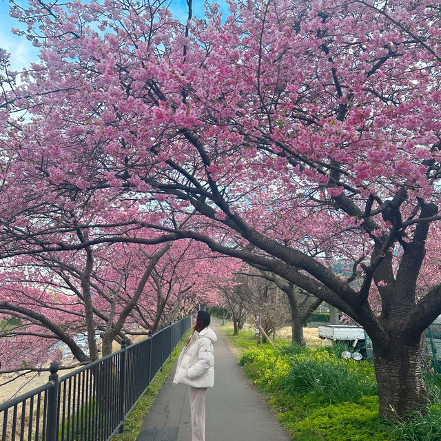 日本近郊｜超值得超宏觀的櫻花步道🌸