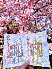 【新宿下落合氷川神社/東京都】歴史深い神社と河津桜