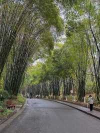 🐼 เยือนถิ่นแพนด้ายักษ์ 🐼 ‘เฉิงตู’ 🇨🇳