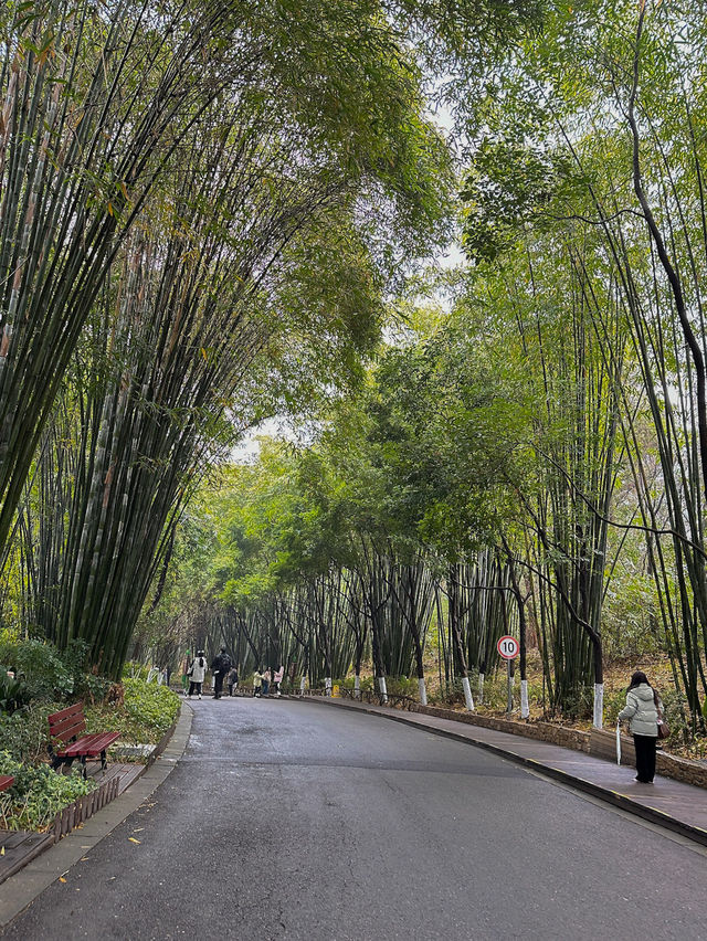 🐼 เยือนถิ่นแพนด้ายักษ์ 🐼 ‘เฉิงตู’ 🇨🇳