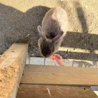久山ふれあい動物園