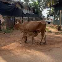 Baby and Mama cow in Agonda, Goa, India. 