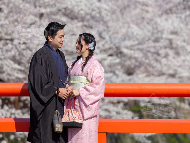 🌸 จุดชมซากุระ Keiryu Bridge หน้าศาลเจ้า Heian