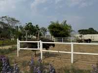 Ban Xiengkhouan Garden