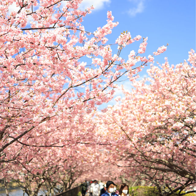 【春を探しに】河津桜を見に行こう！