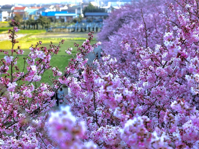 Harumeki-Sakura Cherry Blossoms