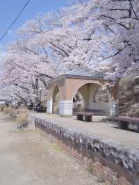 【山梨・桜】混雑回避はココ‼️レトロな雰囲気が出る桜咲くホーム跡🌸※マップ付き