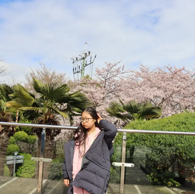 🌸 3월 말 부산 용두산공원 벚꽃