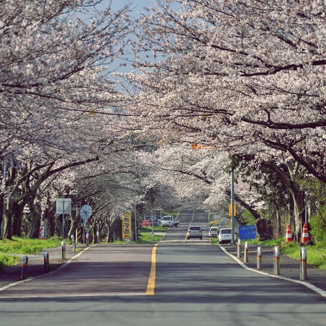 🌸 비밀의 벚꽃 길, 오라골프장입구에서의 봄날 산책