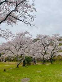 【太宰府市】桜、紅葉、新緑と季節を楽しめる神社