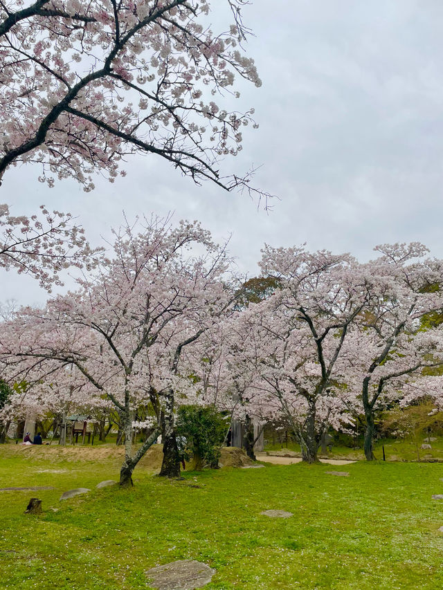 【太宰府市】桜、紅葉、新緑と季節を楽しめる神社