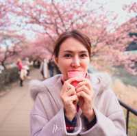 มารู้จักกับ ซากุระพันธุ์บานเร็ว กันค่ะ✨🌸