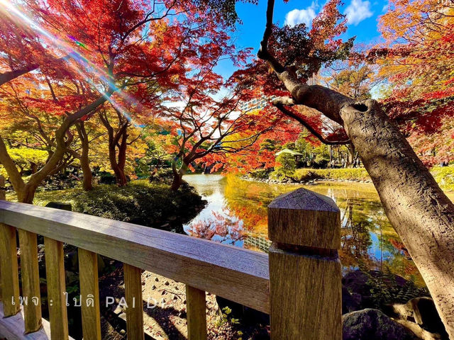 🍁สวนสาธารณะฮิบิยะ Hibiya Park 